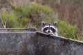 Racoon on a dumpster