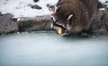 Racoon Eating an Apple, Standing on the Ice. Low depth of field, Sharp Eyes and Nose, Blurred Background.