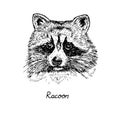 Racoon face, with inscription, hand drawn doodle, sketch in pop art style, vector