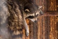 A racoon having rest at noon