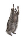 Racoon on hind legs, trying to reaching up Royalty Free Stock Photo