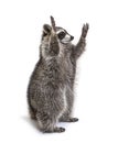 Racoon on hind legs, trying to reaching up