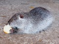 Racoon keeps paw a piece white bread