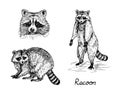 Racoon muzzle, sade view and standing on hind legs, with inscription, hand drawn doodle, sketch in gravure style, vector