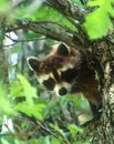 Racoon in Oak tree Royalty Free Stock Photo