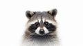 Racoon portrait on white background