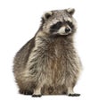 Racoon, Procyon Iotor, sitting, isolated Royalty Free Stock Photo