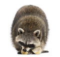 Racoon, Procyon Iotor, standing, eating an egg, isolate Royalty Free Stock Photo