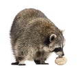 Racoon, Procyon Iotor, standing, eating an egg, isolated Royalty Free Stock Photo