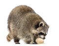 Racoon, Procyon Iotor, standing, eating an egg, isolated