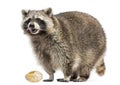 Racoon, Procyon Iotor, standing, eating an egg, isolated Royalty Free Stock Photo