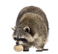 Racoon, Procyon Iotor, standing, eating an egg, isolated Royalty Free Stock Photo