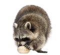 Racoon, Procyon Iotor, standing, eating an egg, isolated