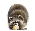 Racoon, Procyon Iotor, standing, eating an egg, isolated Royalty Free Stock Photo