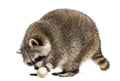 Racoon, Procyon Iotor, standing, eating an egg, isolated