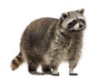 Racoon, Procyon Iotor, standing, isolated Royalty Free Stock Photo