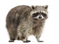 Racoon, Procyon Iotor, standing, isolated Royalty Free Stock Photo