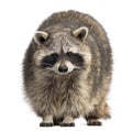 Racoon, Procyon Iotor, standing