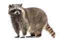 Racoon, Procyon Iotor, standing, isolated Royalty Free Stock Photo