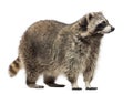 Racoon, Procyon Iotor, standing, isolated