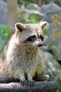 Racoon (Procyon Iotor)