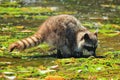 Raccoon, Procyon lotor, digging for Clams in Shallow Water at Princess Margaret Island, Gulf Islands National Park, BC, Canada