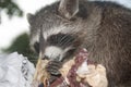 Racoon - Procyon lotor eating Pizza