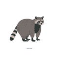 Racoon or Procyon lotor. Racoon is a medium-sized mammal animal.