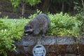 Racoon raiding peanuts set out for birds
