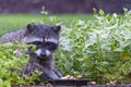Racoon raiding peanuts set out for birds