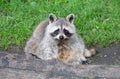 Racoon resting behind a big log Royalty Free Stock Photo