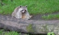 Racoon resting behind a big log Royalty Free Stock Photo