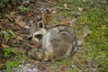 Racoon sick in the garden dyeing