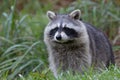 Racoon Royalty Free Stock Photo
