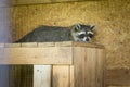 Racoon sleeping in its house in a farm