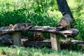 raccoon smorgasbord Royalty Free Stock Photo