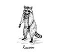 Racoon standing on hind legs, with inscription, hand drawn doodle, sketch in gravure style, vector