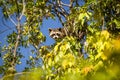 Racoon on top of the tree branches