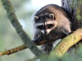 Racoon in a Tree Royalty Free Stock Photo