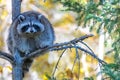 A racoon on a tree