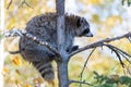 A racoon on a tree, Canada