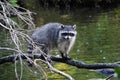 Racoon on the tree over water Royalty Free Stock Photo