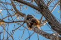 Racoon in tree Royalty Free Stock Photo
