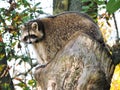 racoon on the tree trunk Royalty Free Stock Photo