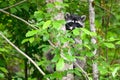 Raccoon watching fom an elevated position in a small tree