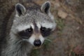 Racoon