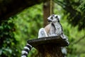 Racoon on the wooden board looks to sideway Royalty Free Stock Photo