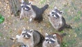 Racoons