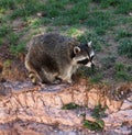 Racoons at Bear Country Royalty Free Stock Photo