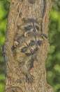 Racoons in hollow tree, photo art